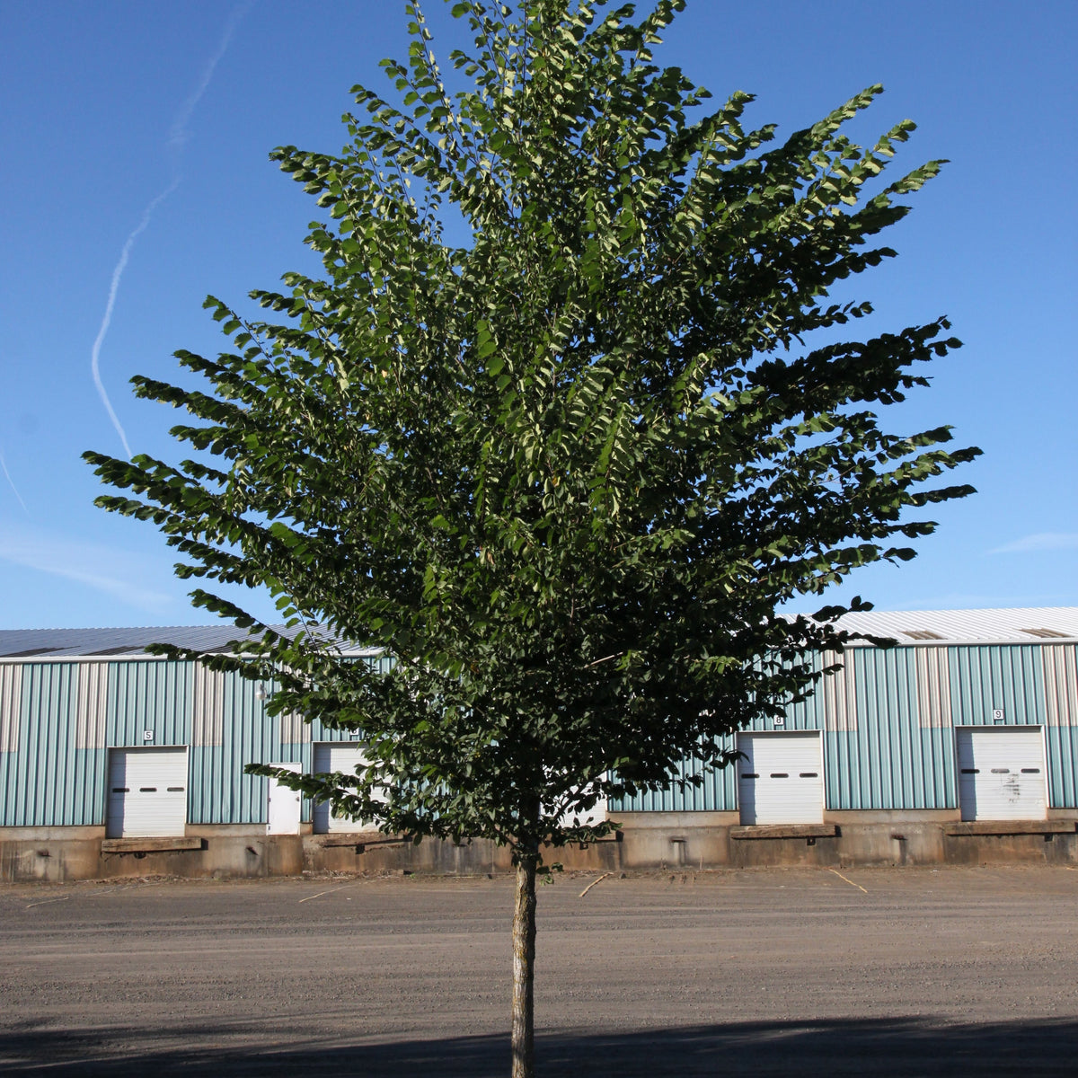 Princeton Elm Tree For Sale Florae Farms princeton-elm-tree-for-sale-florae-farms