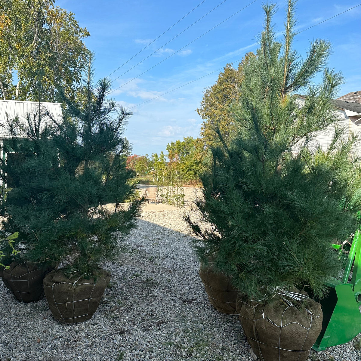 Eastern White Pine Tree for Sale –  - 1 Gallon -  PlantingTree