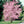 Load image into Gallery viewer, Cercis Canadensis Eastern Redbud Tree 
