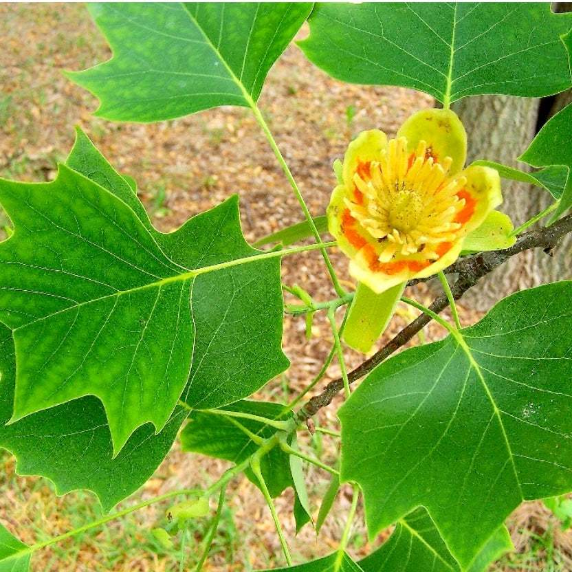 Tulip Trees For Sale Florae Farms