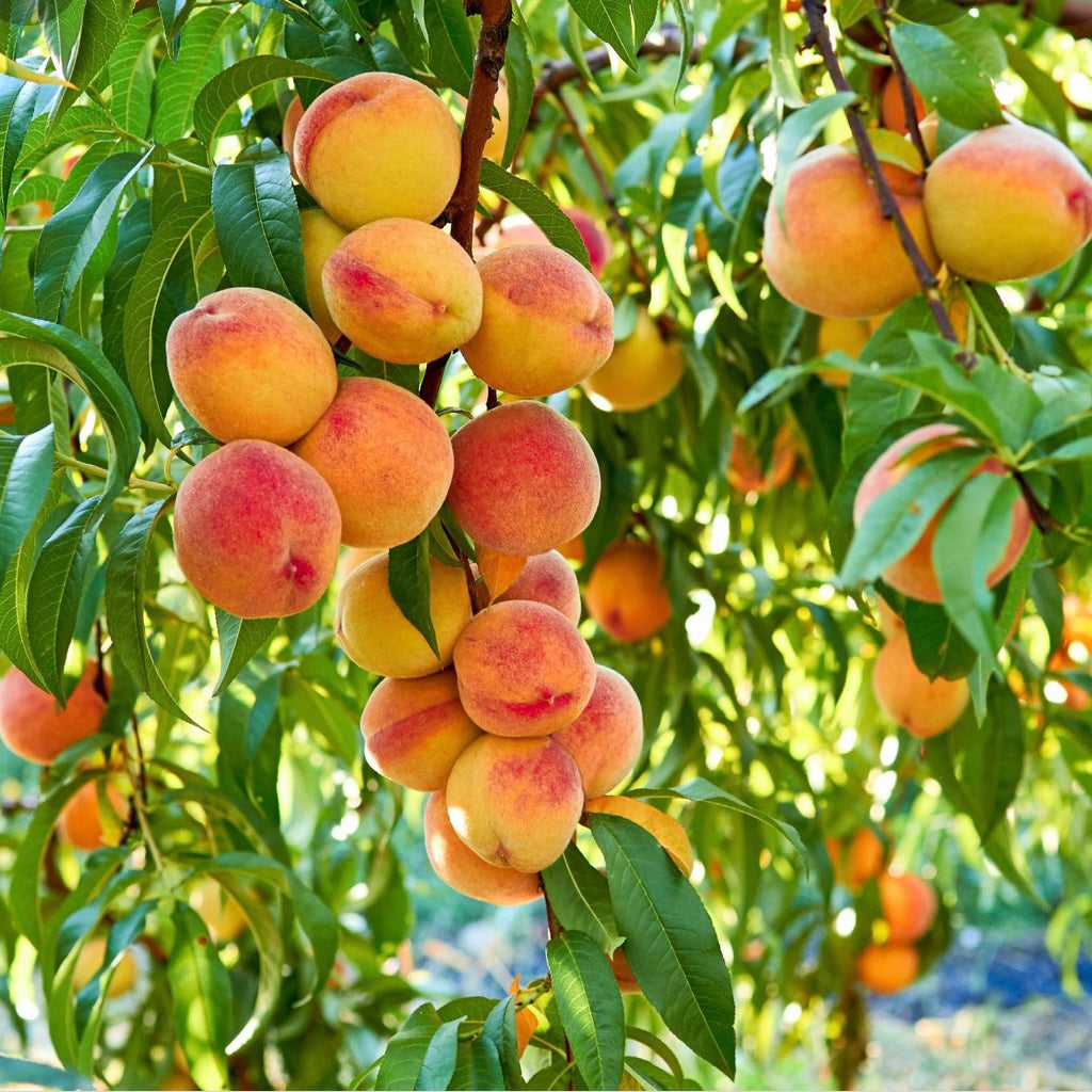 Baby Gold Peach Trees For Sale Florae Farms