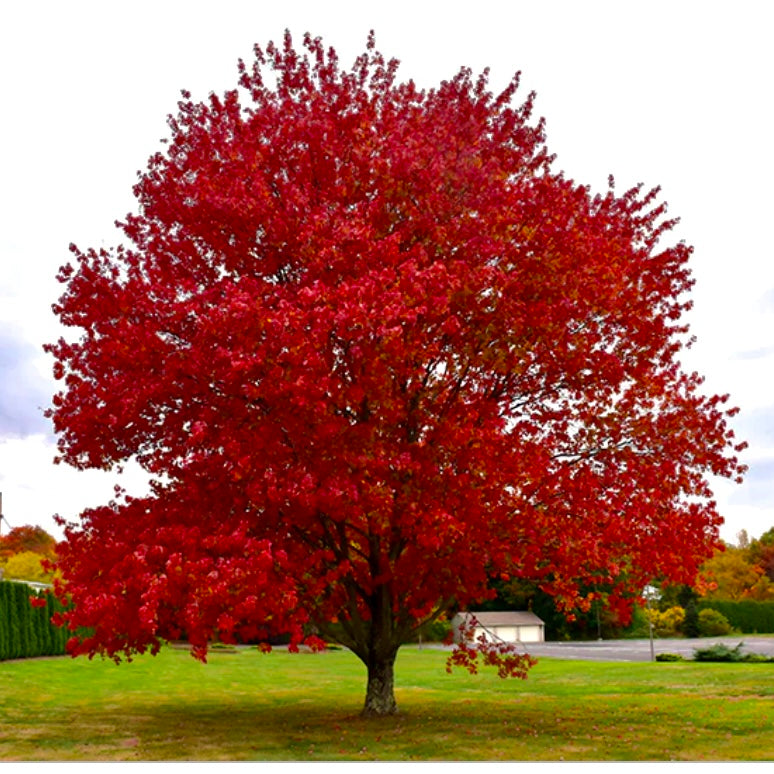 Native Red Maple For Sale Florae Farms