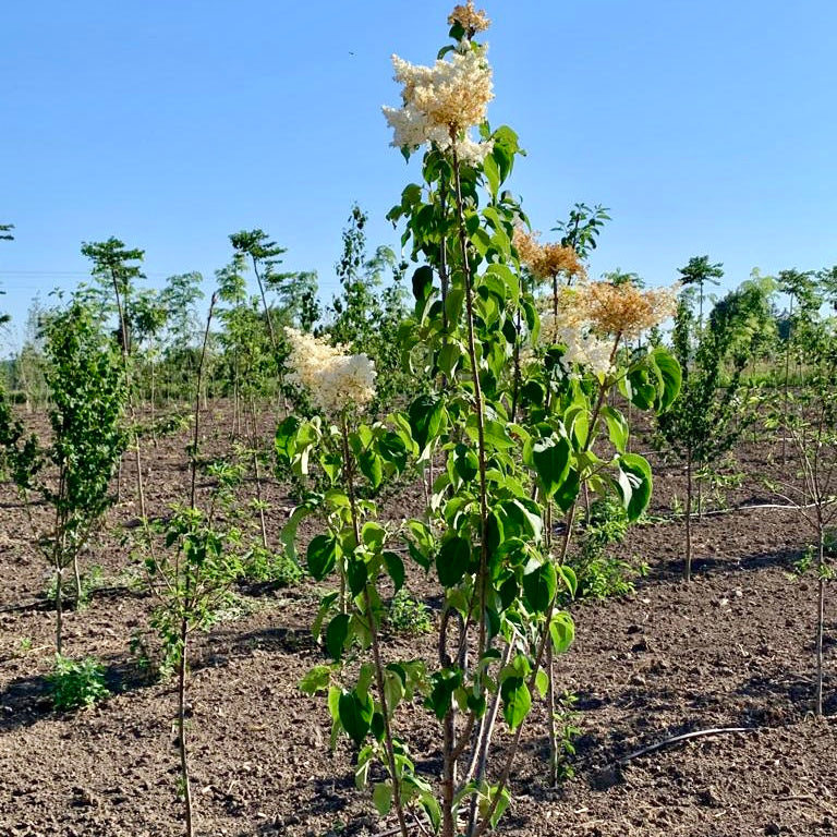 Lilac Tree For Sale Florae Farms