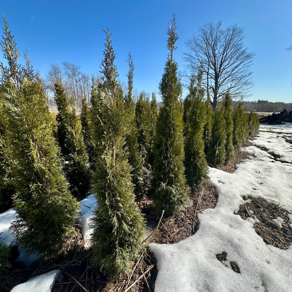 Emerald Cedar