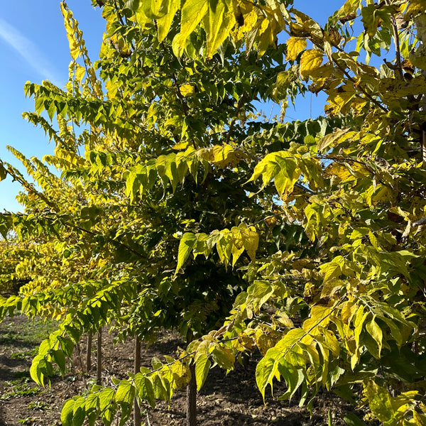 Common Hackberry Tree