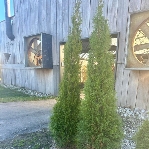 Emerald Cedar