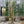 Load image into Gallery viewer, Frans Fontaine Columnar Hornbeam

