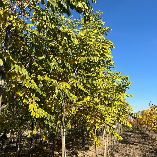 Kentucky Coffee Tree