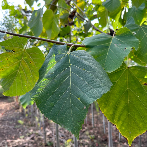 Tilia Americana Basswood Tree