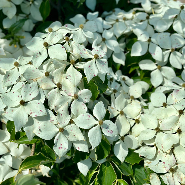 Chinese Dogwood