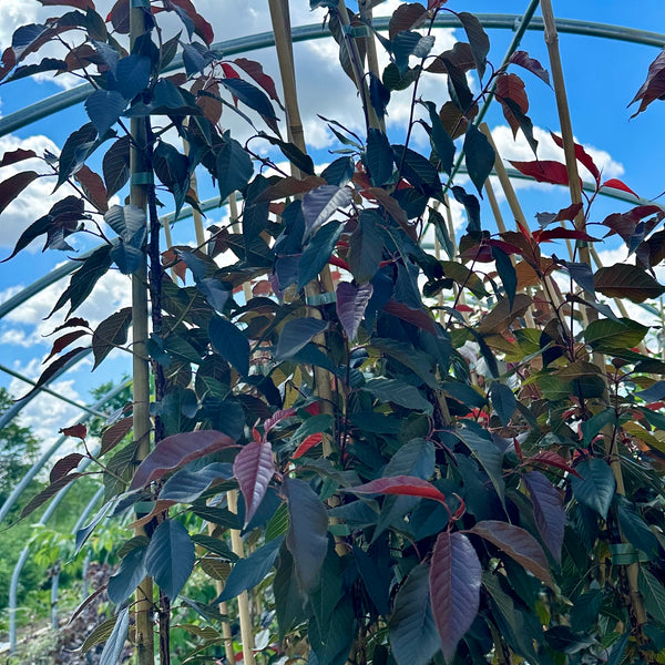 Royal Burgundy Cherry Tree