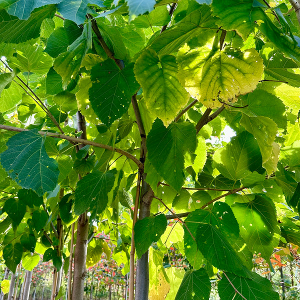 Tilia Americana Basswood Tree