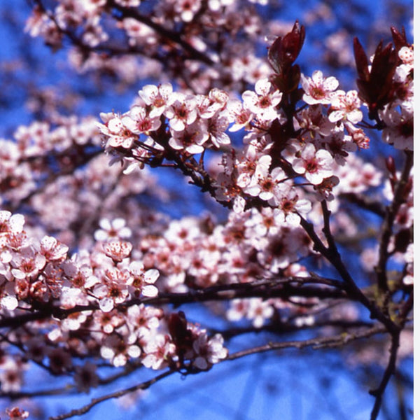 Newport Flowering Plum Tree