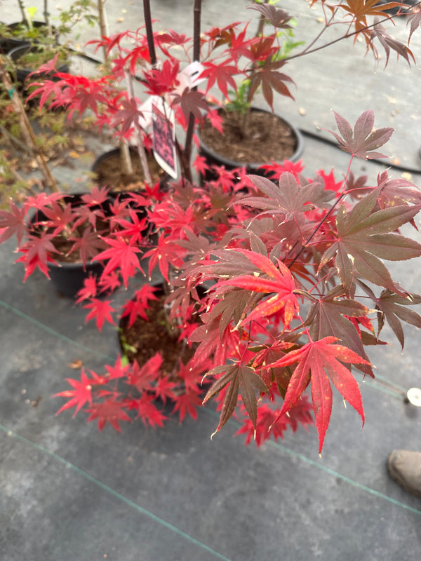 Japanese Maple