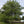Load image into Gallery viewer, Honey Locust Sky Line Tree
