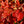 Load image into Gallery viewer, Rockhampton Red Hornbeam Tree
