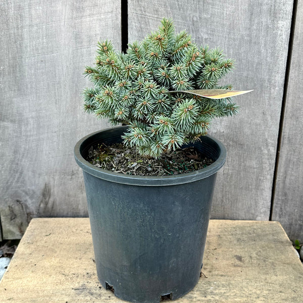 Blue Pearl Colorado Spruce