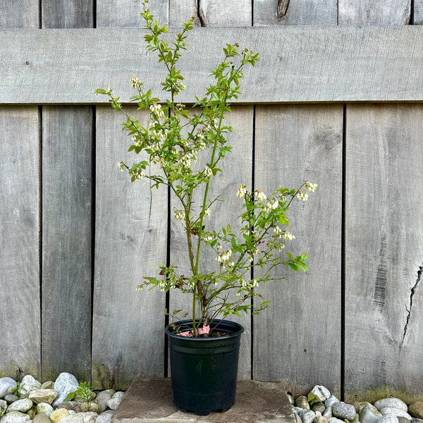 Blueberry Bush