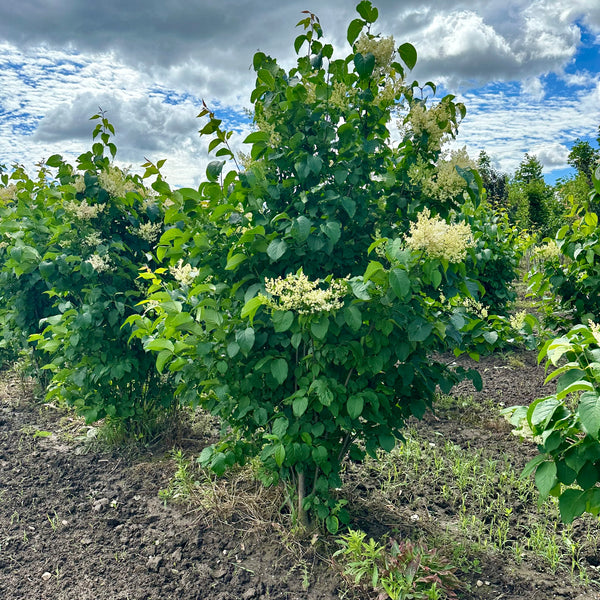 Ivory Silk Lilac Multi Stem