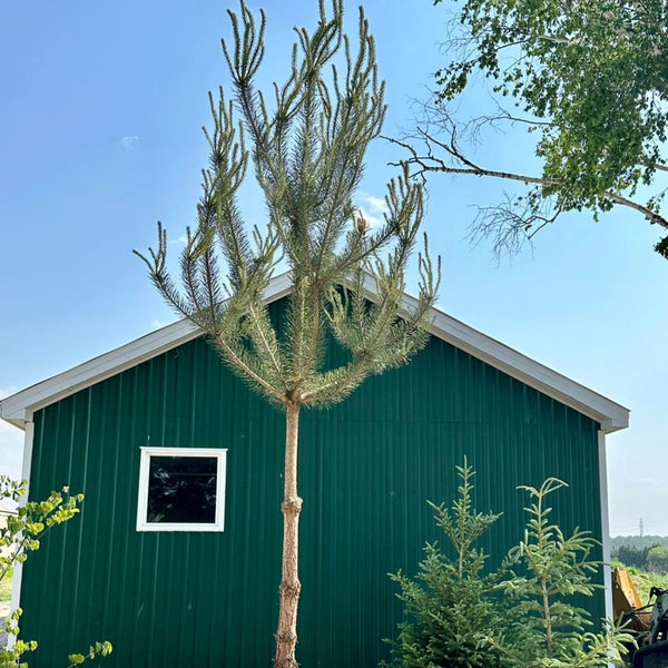 High Stem Scots Pine