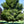 Load image into Gallery viewer, Emerald Queen Maple Tree

