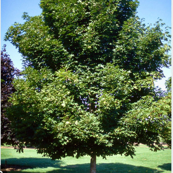 Emerald Queen Maple Tree