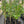 Load image into Gallery viewer, Green Pillar Oak Tree-Columnar
