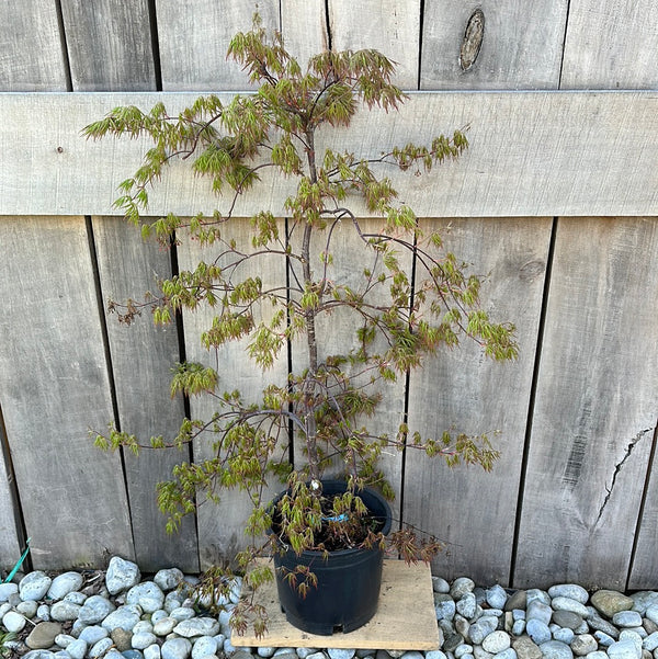 Japanese Maple Redleaf – Florae Farms