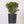 Load and play video in Gallery viewer, Buxus &#39;Green Velvet&#39; - Green Velvet Boxwood Shrub - Florae Farms
