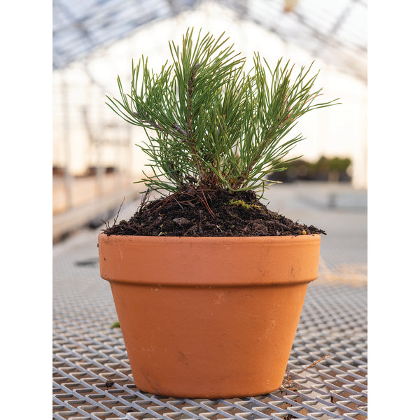 Dwarf Mugo Pine in Terracotta Pot - Florae Farms