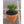 Load image into Gallery viewer, Dwarf Mugo Pine in Terracotta Pot - Florae Farms
