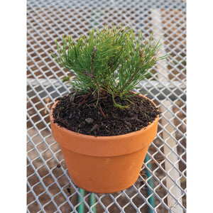 Dwarf Mugo Pine in Terracotta Pot - Florae Farms