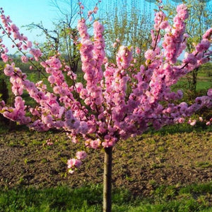 Flowering Almond Cherry Tree - Prunus Triloba Multiplex - Florae Farms