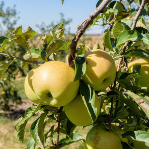 Golden Delicious Apple Tree - Florae Farms
