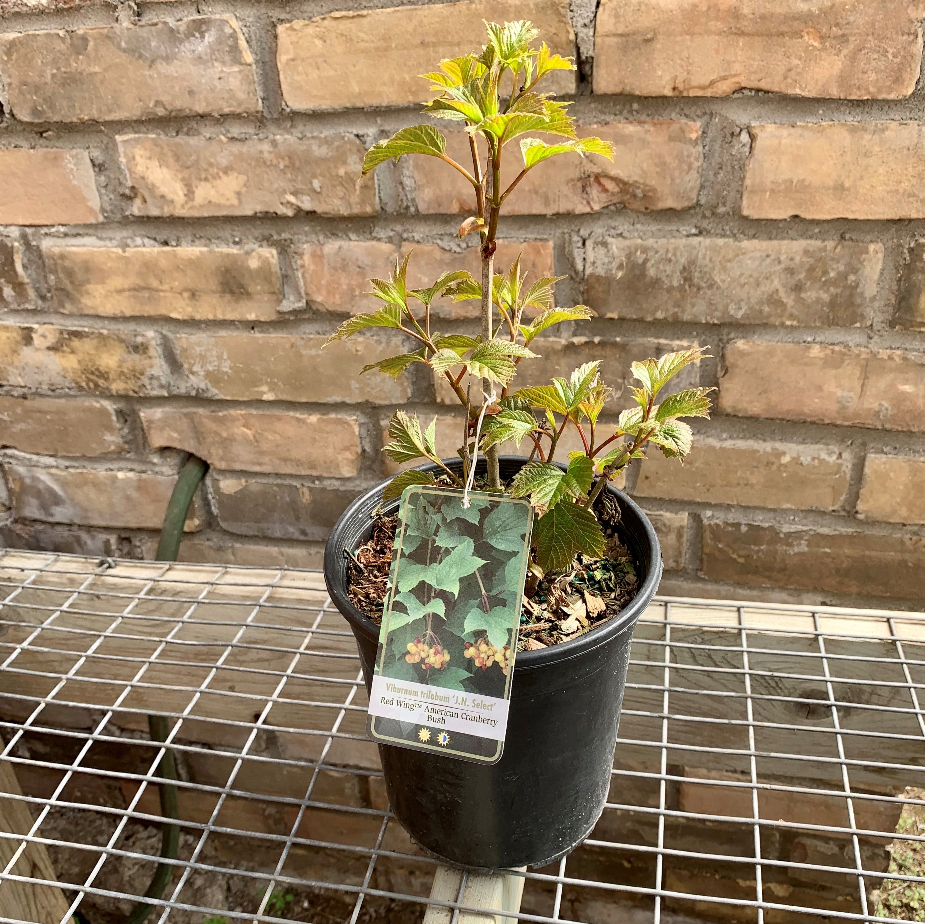 American Cranberry Bush for Sale Florae Farms
