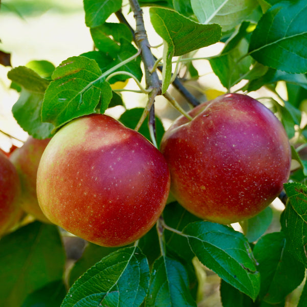 McIntosh Apple Tree - Florae Farms