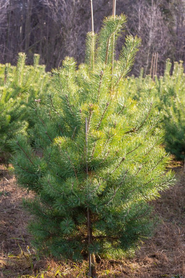 Pinus Sylvestris - Scots Pine Tree - Florae Farms