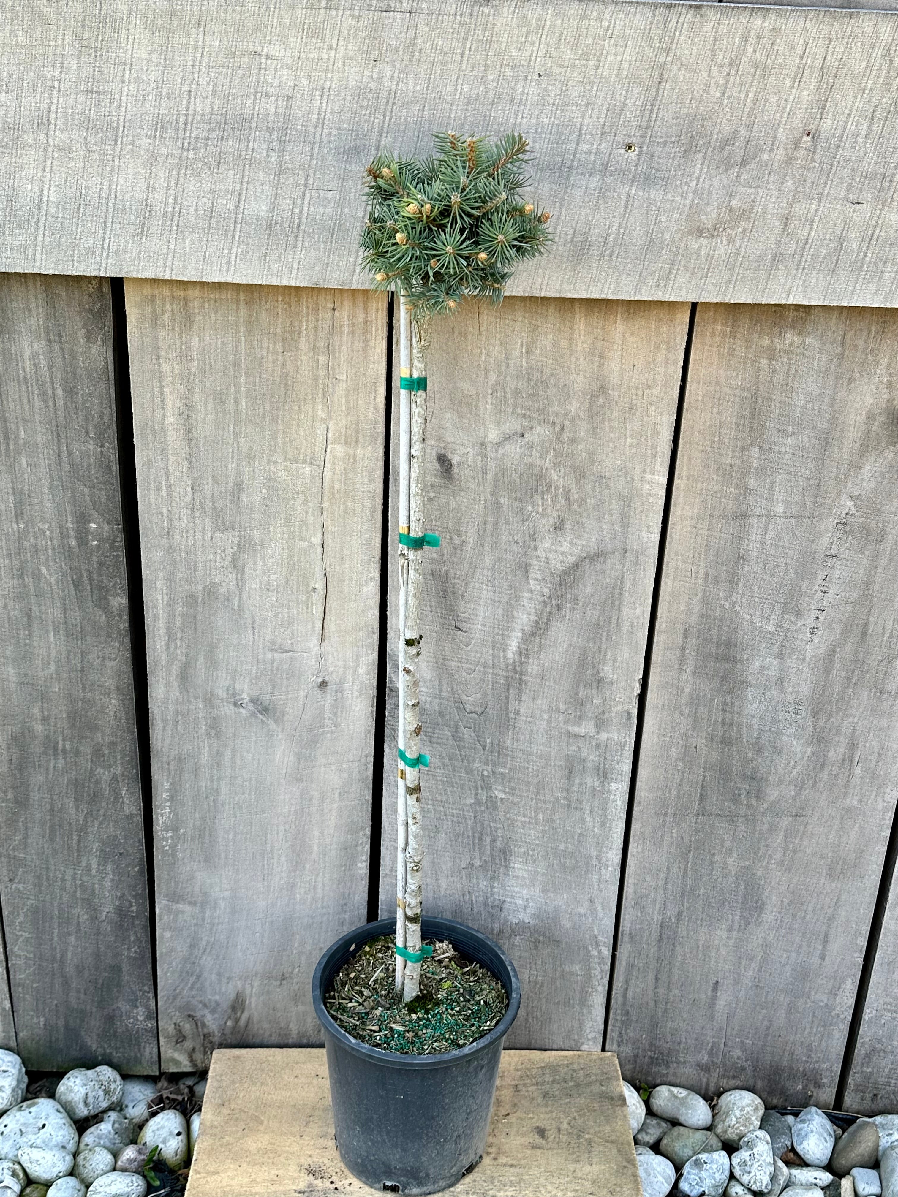 Globe Blue Spruce Standard for sale Florae Farms