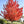 Load image into Gallery viewer, Redpointe Maple
