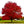 Load image into Gallery viewer, Native Red Maple
