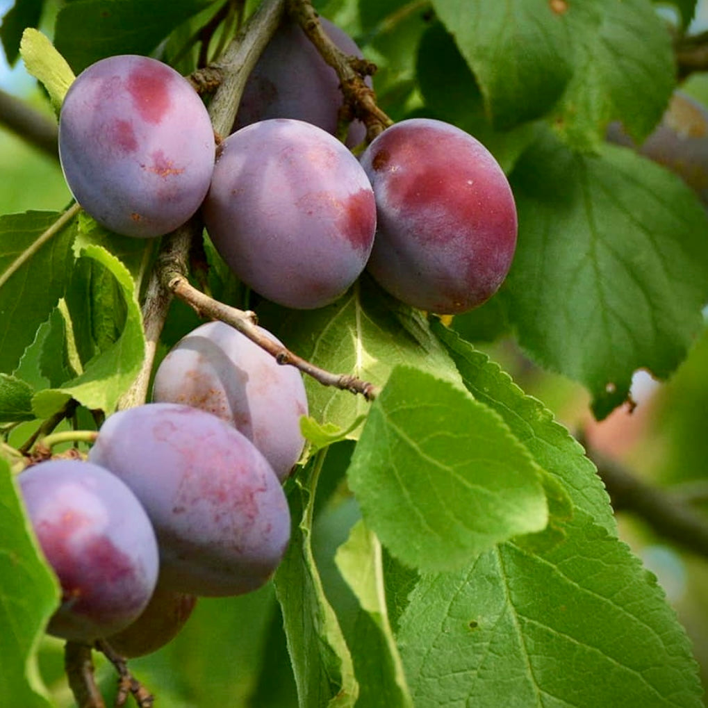 Yellow Egg Plum Tree For Sale - Florae Farms