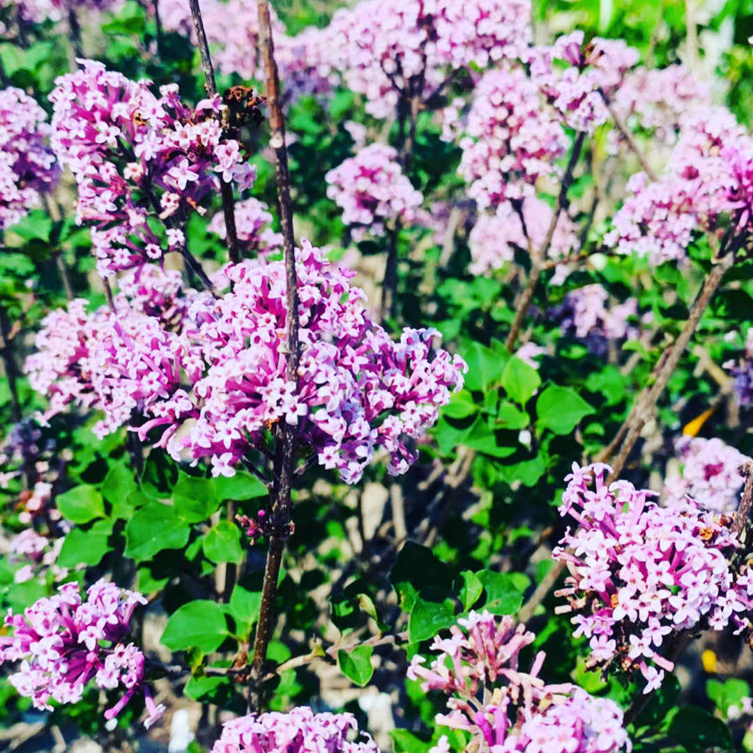 Dwarf Korean Lilac Tree For Sale Florae Farms