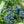 Load image into Gallery viewer, Blueberry Bush
