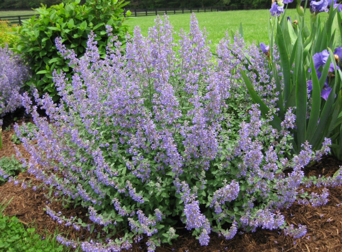 Buy Whispurr Pink Catmint (Nepeta), FREE SHIPPING, Wilson Bros Gardens