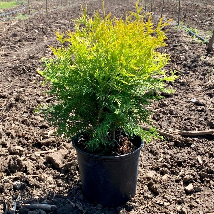 Golden Globe Cedar Shrubs For Sale - Florae Farms