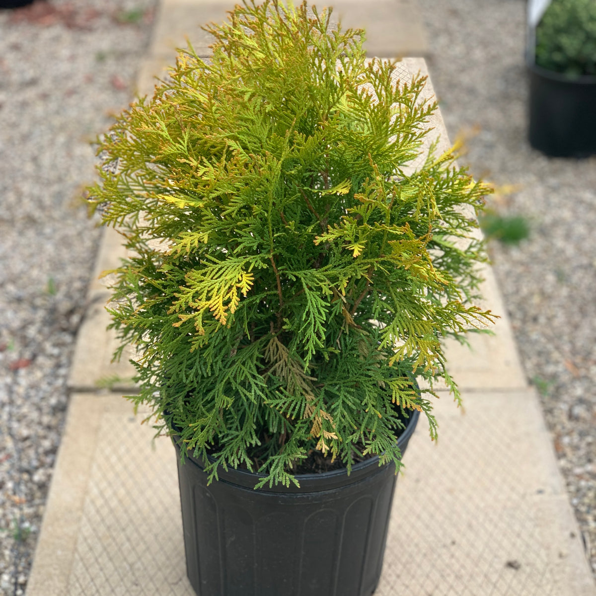 Golden Globe Cedar Shrubs For Sale - Florae Farms