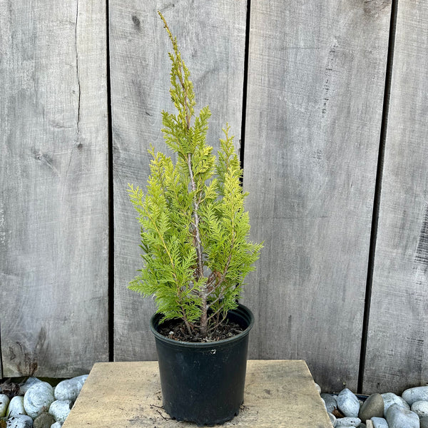 Lawson Cypress 'Yvonne'