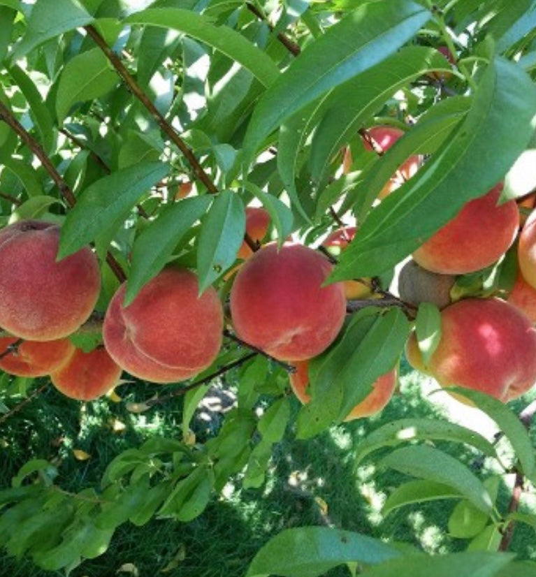 Redhaven Peach Trees For Sale Florae Farms