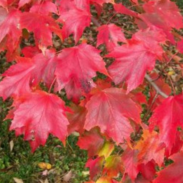 Native Red Maple